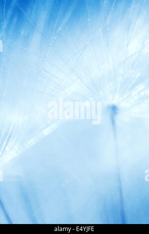 macro pissenlit Banque D'Images