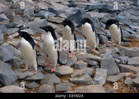 Adelie pingouins sur l'île Paulet, Antarctique Banque D'Images