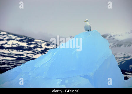 Black-Legged Mouette tridactyle, Bleu Iceberg Banque D'Images