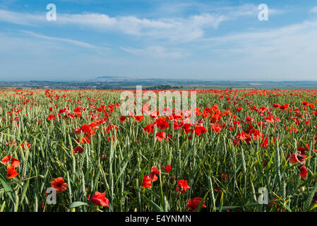 Coquelicots rouges sauvages, Dorset, UK Banque D'Images