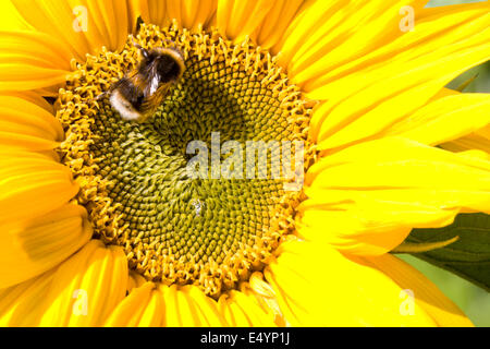 Bourdon sur le tournesol Banque D'Images