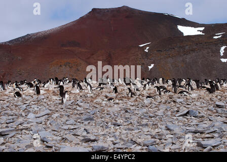 Les pingouins, île Paulet, Antarctique Banque D'Images