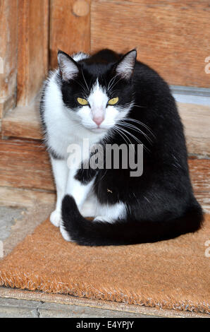 regard de chat Banque D'Images