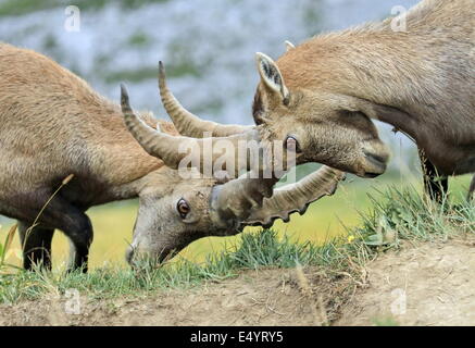 Bouquetin des Alpes sauvages - steinbock lutte Banque D'Images