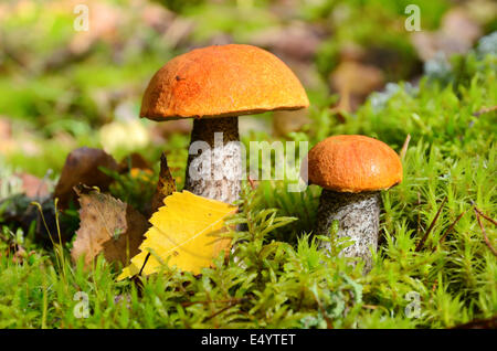 Deux champignons en forêt Banque D'Images