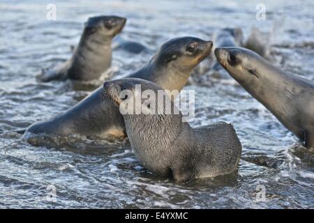 Argentina (Arctocephalus gazella). Stromness Bay en Géorgie du Sud. Banque D'Images