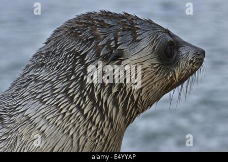 Argentina (Arctocephalus gazella). Stromness Bay en Géorgie du Sud. Banque D'Images