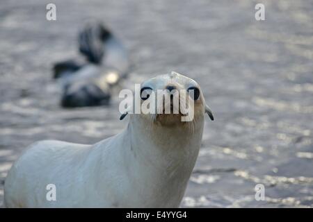 Blonde ou d'or de l'Antarctique morph (Arctocephalus gazella). Stromness Bay en Géorgie du Sud. Banque D'Images