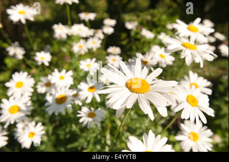 Collection et massif de tous ces jolis Oxeye daisy plantes fleurs à leur premier le soleil brille, Banque D'Images