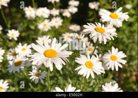 Collection et massif de tous ces jolis Oxeye daisy plantes fleurs à leur premier le soleil brille, Banque D'Images