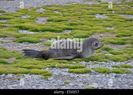 Argentina (Arctocephalus gazella). Stromness Bay en Géorgie du Sud. Banque D'Images