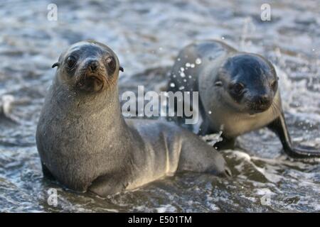 Argentina (Arctocephalus gazella). Stromness Bay en Géorgie du Sud. Banque D'Images