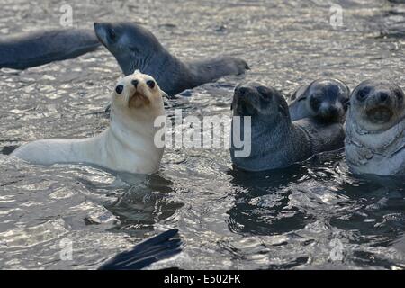 Blonde ou d'or de l'Antarctique morph (Arctocephalus gazella). Stromness Bay en Géorgie du Sud. Banque D'Images