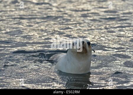 Blonde ou d'or de l'Antarctique morph (Arctocephalus gazella). Stromness Bay en Géorgie du Sud. Banque D'Images