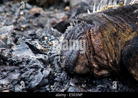 Dormir iguana marina l'île des Galapagos, Islas Galapagos, Equateur, Galapagosinseln Banque D'Images