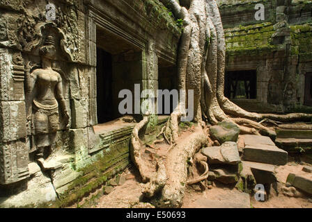 Ta Prohm Temple. Ta Prohm son état de ruine est un état de la beauté, qui est étudié avec délice et quitté avec regret. Ta Pro Banque D'Images