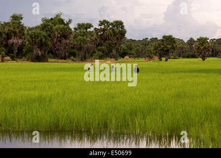 Rizières près de Banteay Srei. Le Cambodge a beaucoup de bons produits à offrir, en particulier dans le domaine des produits agricoles. W Banque D'Images