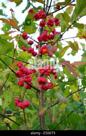 L'arbre de fusée (Euonymus europaeus) Banque D'Images