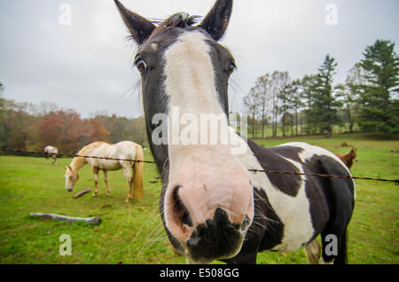 Funny horse nez et portrait Banque D'Images