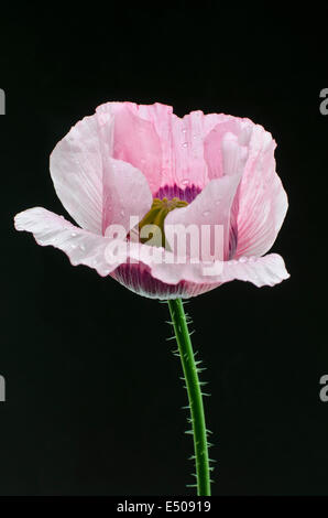 Pavot rose couvert de gouttes sur fond noir. Banque D'Images