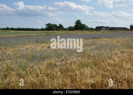 Barbeaux dans l'orge-field Banque D'Images