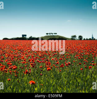 Champ de coquelicots, Hannover, Allemagne Banque D'Images