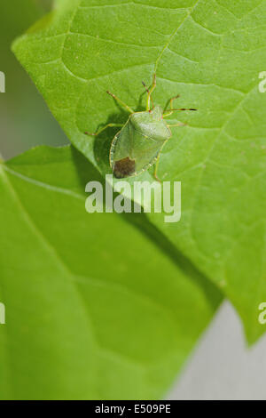 Green Shield bug Banque D'Images