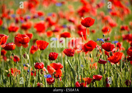 Champ de coquelicots, Hannover, Allemagne Banque D'Images