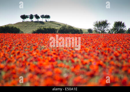 Champ de coquelicots, Hannover, Allemagne Banque D'Images