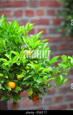 Petites oranges poussant sur un arbre Banque D'Images