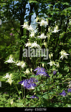 Ancolie blanche Banque D'Images