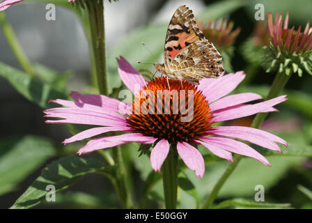 La belle dame avec échinacée Banque D'Images