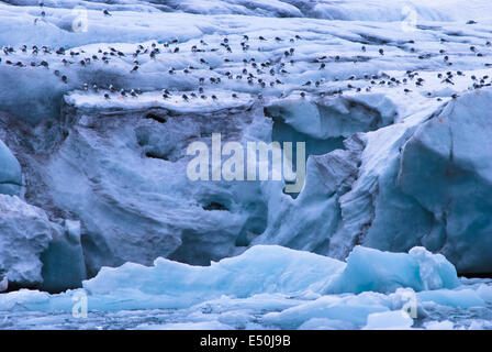 Samarin Glacier, Spitzberg, Norvège Banque D'Images