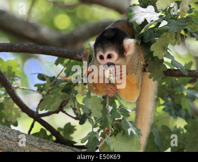 Singe écureuil mangeant Banque D'Images