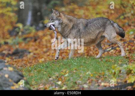 Le loup gris d'Europe Banque D'Images