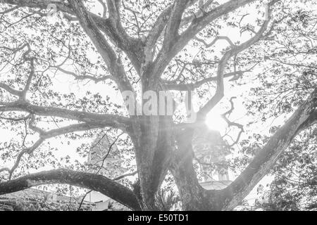 Grâce à Sun Streaming d'arbres dans les forêts urbaines. Banque D'Images