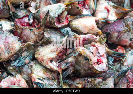 Les déchets de poisson dans la grande cuisine, déchets des déchets pour recyclage Banque D'Images