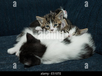 Beaucoup de chats relaxing on sofa Banque D'Images