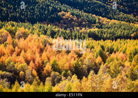 Couleurs d'automne en forêt Banque D'Images