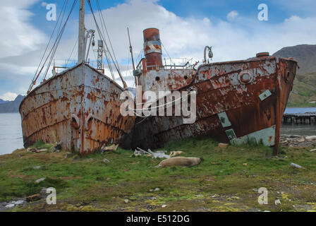 Base de baleiniers Grytviken, Géorgie du Sud Banque D'Images