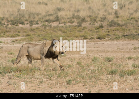 La crinière noire lion (Panthera leo), le parc Kgalagadi, Afrique du Sud Banque D'Images