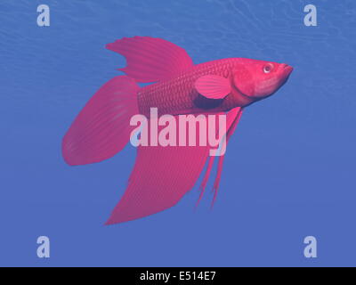 Betta rouge poisson sous l'eau - 3D render Banque D'Images