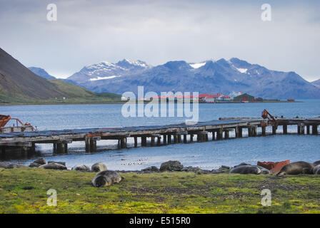 Base de baleiniers Grytviken, Géorgie du Sud Banque D'Images