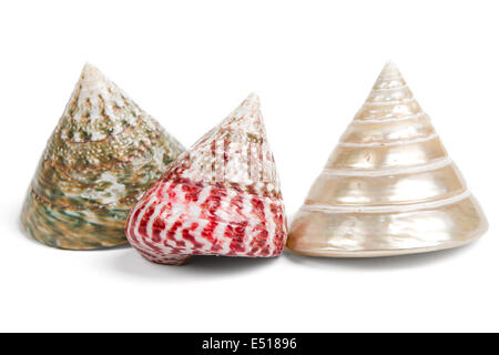 Les coquillages colorés sur fond blanc Banque D'Images