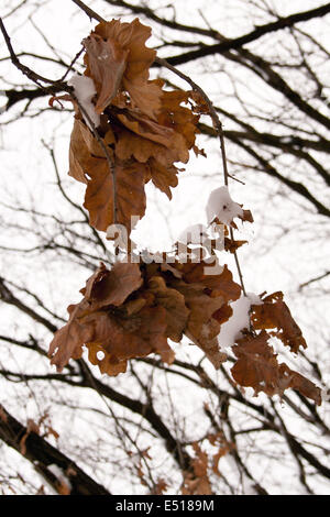 Brun sec feuilles sur une branche d'arbre Banque D'Images