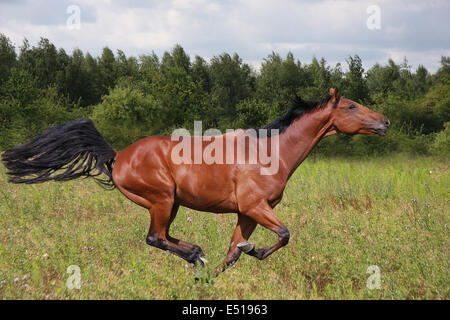 cheval de course Banque D'Images