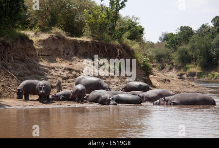Groupe d’hippopotames Banque D'Images