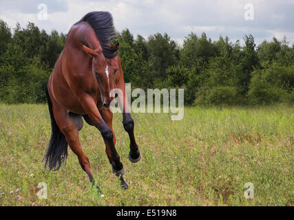 saut de cheval Banque D'Images