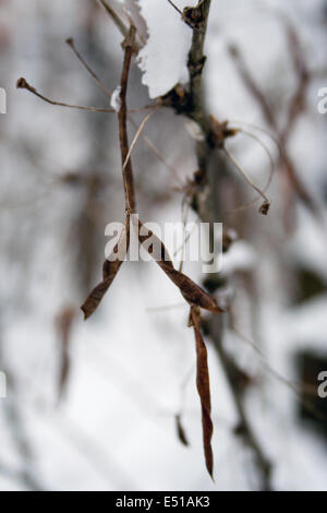 Brun sec feuilles sur une branche d'arbre Banque D'Images