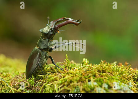 Lucane Banque D'Images